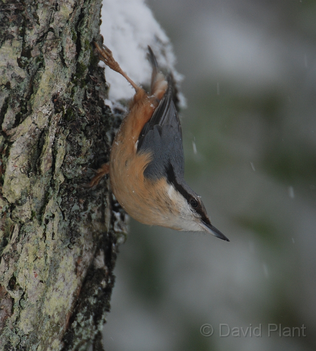 Nuthatch - Q.JPG - Nuthatch on a snowy day - Gloucestershire